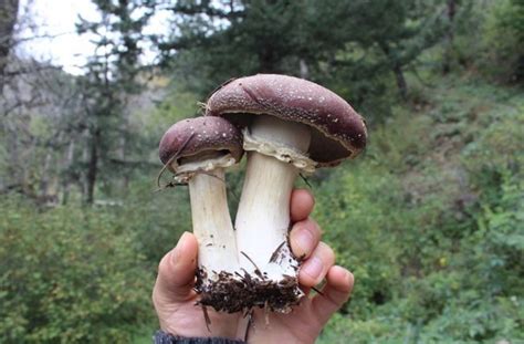 How Boulder is using mushrooms to fight wildfires